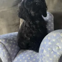 Peanut, a male Cocker Spaniel for sale in Chula Vista, CA – Photo 1 of 8