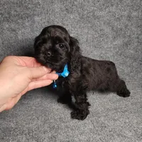 Peanut, a male Cocker Spaniel for sale in Chula Vista, CA – Photo 4 of 8