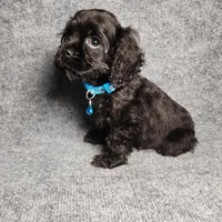 Peanut, a male Cocker Spaniel for sale in Chula Vista, CA – Photo 7 of 8