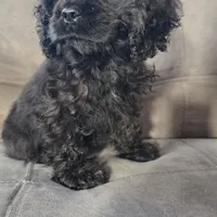 Peanut, a male Cocker Spaniel for sale in Chula Vista, CA – Photo 3 of 8