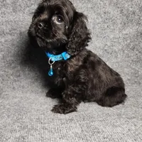 Peanut, a male Cocker Spaniel for sale in Chula Vista, CA – Photo 5 of 8