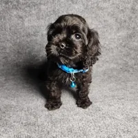 Peanut, a male Cocker Spaniel for sale in Chula Vista, CA – Photo 8 of 8