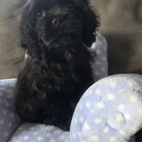 Peanut, a male Cocker Spaniel for sale in Chula Vista, CA – Photo 2 of 8