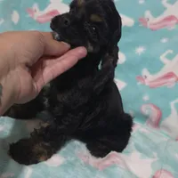 Rottie, a male Cocker Spaniel for sale in Chula Vista, CA – Photo 4 of 4