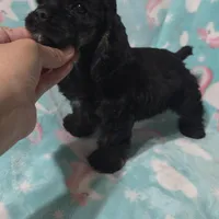 Rottie, a male Cocker Spaniel for sale in Chula Vista, CA – Photo 2 of 4