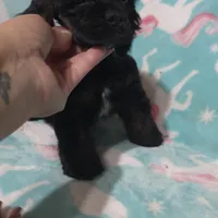 Rottie, a male Cocker Spaniel for sale in Chula Vista, CA – Photo 3 of 4