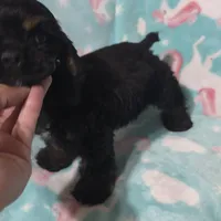 Rottie, a male Cocker Spaniel for sale in Chula Vista, CA – Photo 1 of 4