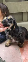 Rottie, a male Cocker Spaniel for sale in Chula Vista, CA – 2 of 7