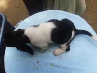 Mollie Boy 1, a male Basset Hound for sale in Spruce Pine, AL – 2 of 4