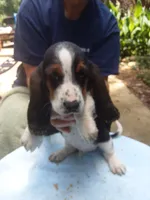 Mollie Girl 2, a female Basset Hound for sale in Spruce Pine, AL – 1 of 4