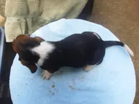 Mollie Girl 3, a female Basset Hound for sale in Spruce Pine, AL – 1 of 4