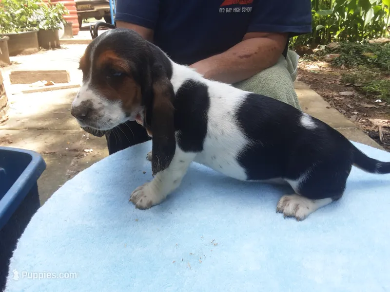 Mabel Girl 2 – Basset Hound puppy for sale in Spruce Pine, AL