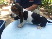 Mollie Boy 5, a male Basset Hound for sale in Spruce Pine, AL – 4 of 4