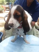 Mollie Girl 1, a female Basset Hound for sale in Spruce Pine, AL – 1 of 4