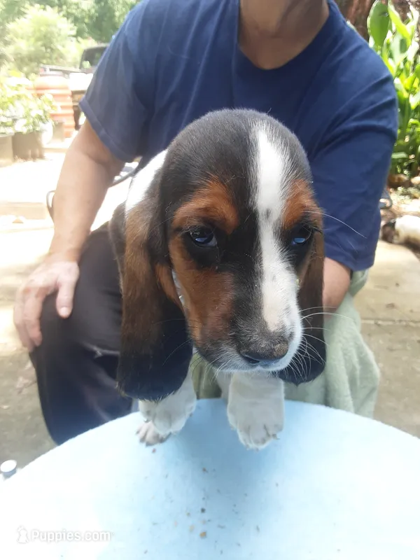 Mollie Boy 4 – Basset Hound puppy for sale in Spruce Pine, AL