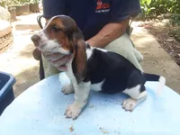 Mollie Boy 2, a male Basset Hound for sale in Spruce Pine, AL – 4 of 4