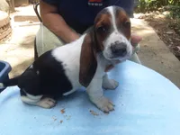Mollie Boy 2, a male Basset Hound for sale in Spruce Pine, AL – 2 of 4