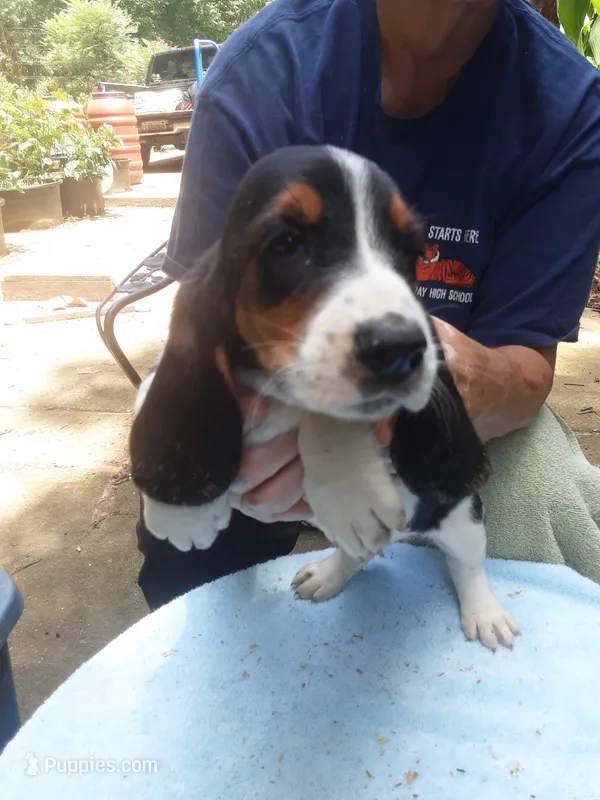 Mollie Boy 1 – Basset Hound puppy for sale in Spruce Pine, AL