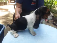 Mollie Boy 5, a male Basset Hound for sale in Spruce Pine, AL – 3 of 4