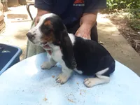 Mollie Girl 2, a female Basset Hound for sale in Spruce Pine, AL – 4 of 4