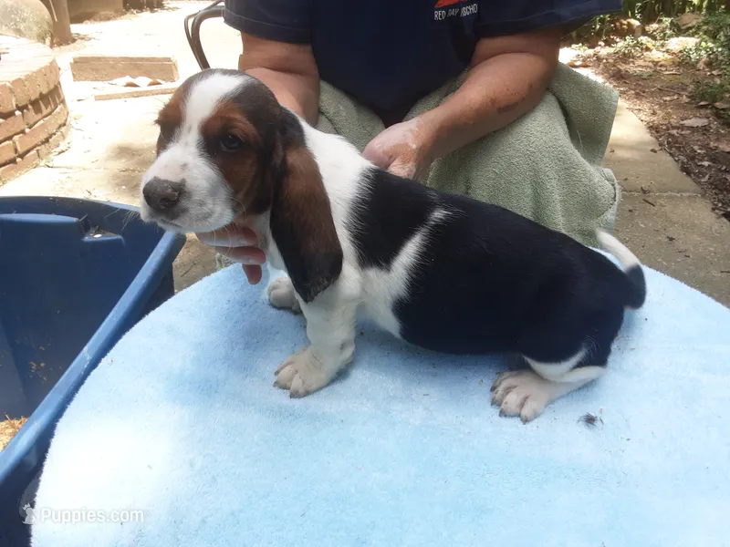 Mollie Boy 4 – Basset Hound puppy for sale in Spruce Pine, AL