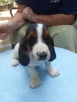 Mollie Boy 6, a male Basset Hound for sale in Spruce Pine, AL – 2 of 4
