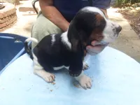 Mollie Girl 2, a female Basset Hound for sale in Spruce Pine, AL – 3 of 4