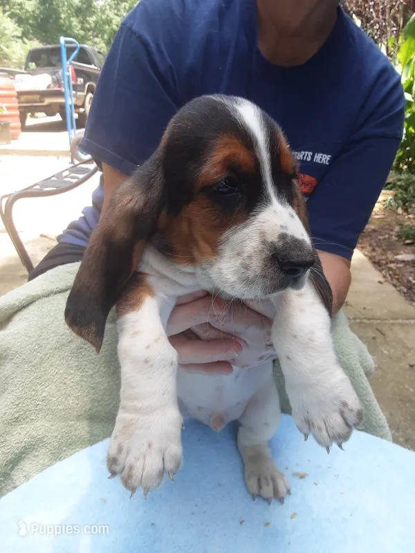 Mollie Boy 3 – Basset Hound puppy for sale in Spruce Pine, AL