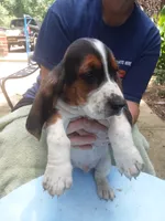 Mollie Boy 3, a male Basset Hound for sale in Spruce Pine, AL – 4 of 4