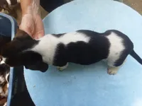 Mollie Boy 4, a male Basset Hound for sale in Spruce Pine, AL – 2 of 4
