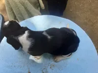 Mollie Girl 2, a female Basset Hound for sale in Spruce Pine, AL – 2 of 4
