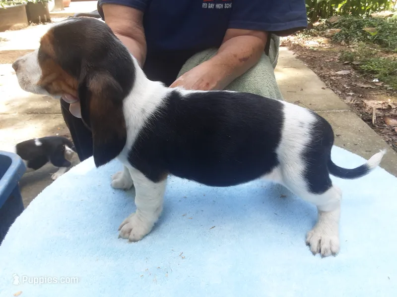 Mabel Girl 3 – Basset Hound puppy for sale in Spruce Pine, AL