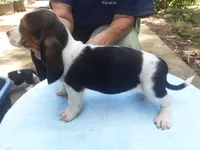 Mollie Boy 4, a male Basset Hound for sale in Spruce Pine, AL – 4 of 4