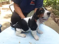 Mollie Boy 1, a male Basset Hound for sale in Spruce Pine, AL – 3 of 4