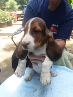 Mollie Girl 3, a female Basset Hound for sale in Spruce Pine, AL – 2 of 4