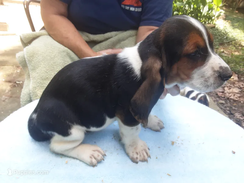 Mollie Boy 3 – Basset Hound puppy for sale in Spruce Pine, AL