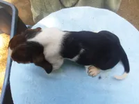 Mollie Girl 1, a female Basset Hound for sale in Spruce Pine, AL – 2 of 4