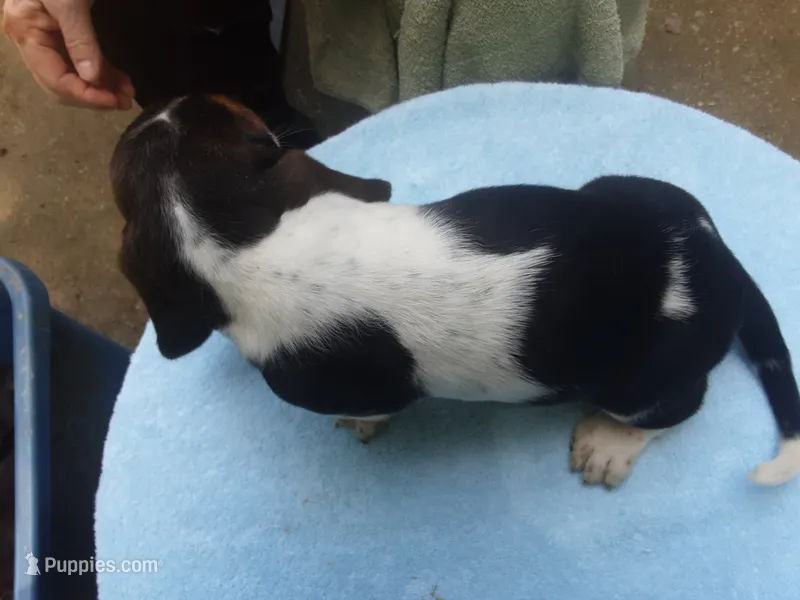 Mollie Boy 5 – Basset Hound puppy for sale in Spruce Pine, AL