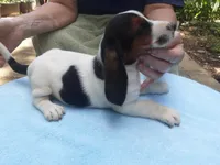 Mollie Boy 6, a male Basset Hound for sale in Spruce Pine, AL – 4 of 4