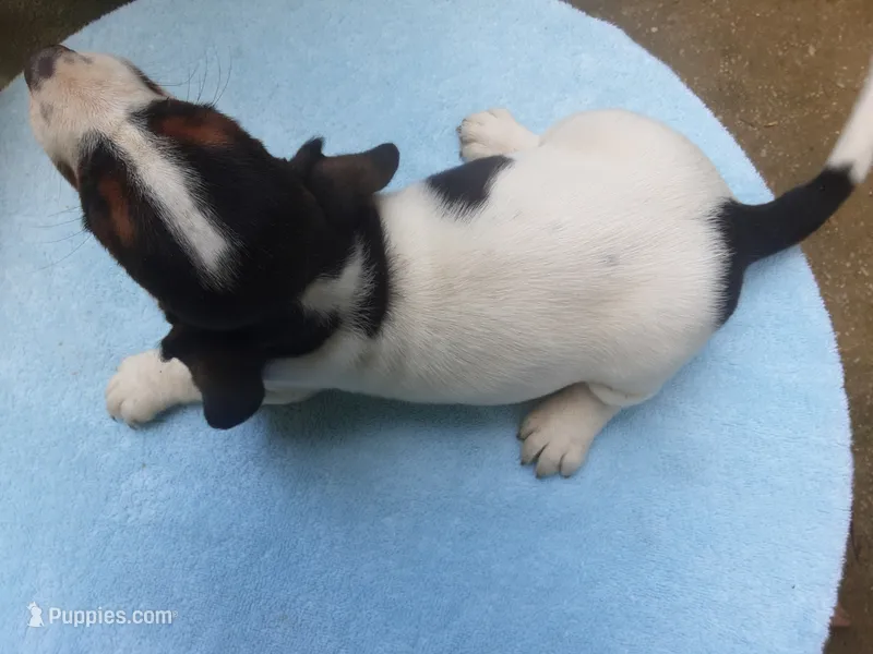 Mollie Boy 6 – Basset Hound puppy for sale in Spruce Pine, AL