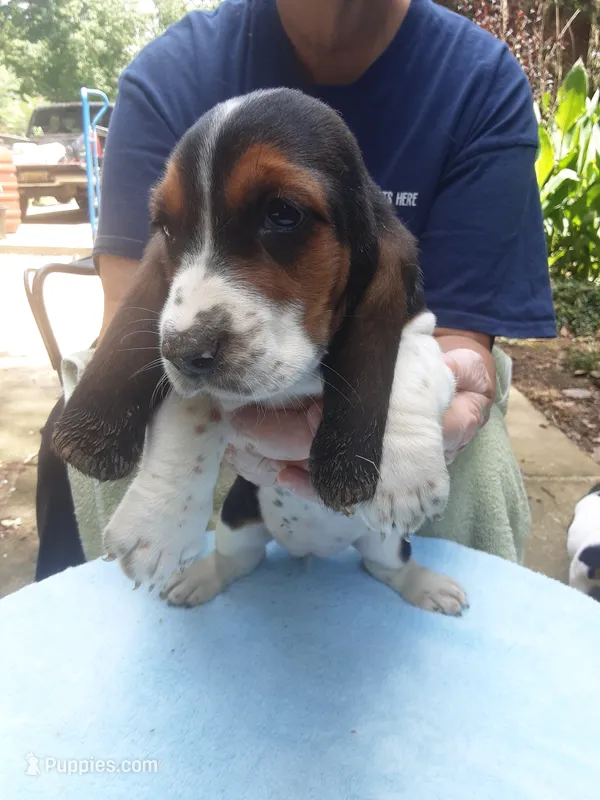 Mabel Girl 2 – Basset Hound puppy for sale in Spruce Pine, AL