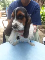 Mollie Boy 5, a male Basset Hound for sale in Spruce Pine, AL – 2 of 4