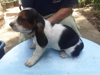 Mollie Boy 3, a male Basset Hound for sale in Spruce Pine, AL – 2 of 4