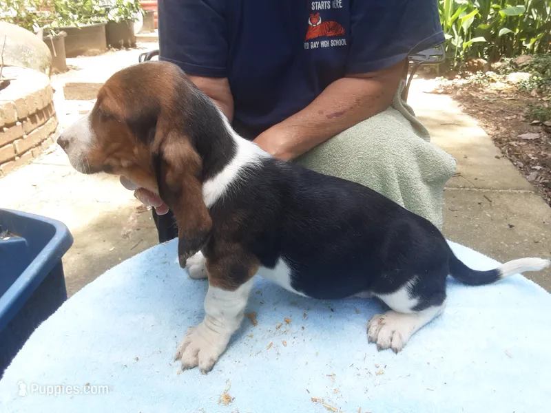 Mollie Boy 6 – Basset Hound puppy for sale in Spruce Pine, AL