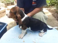 Mollie Girl 3, a female Basset Hound for sale in Spruce Pine, AL – 4 of 4