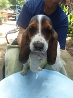 Mollie Boy 2, a male Basset Hound for sale in Spruce Pine, AL – 3 of 4