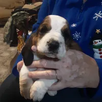 SOLD/Mabel #4, a female Basset Hound for sale in Spruce Pine, AL – 3 of 3