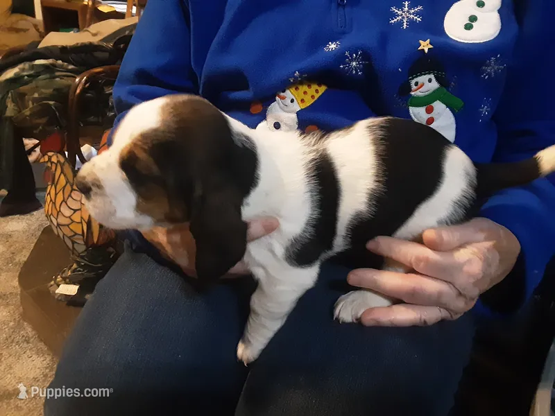 SOLD/Mabel #4 – Basset Hound puppy for sale in Spruce Pine, AL