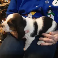 SOLD/Mabel #4, a female Basset Hound for sale in Spruce Pine, AL – 1 of 3