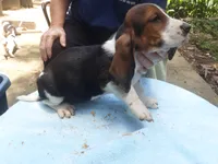 Mollie Girl 3, a female Basset Hound for sale in Spruce Pine, AL – 3 of 4